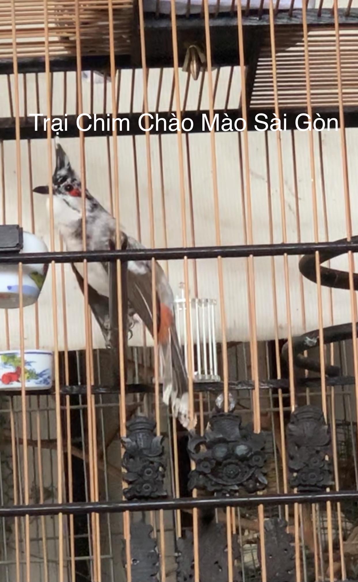 Chào Mào Bổi: Bổi bò - Trại Chim Chào Mào Sài Gòn