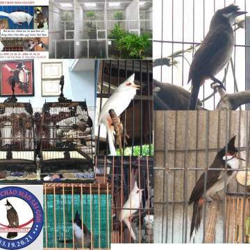 Chim Chào Mào: Cách nuôi và chăm sóc chim khỏe mạnh, hót hay
