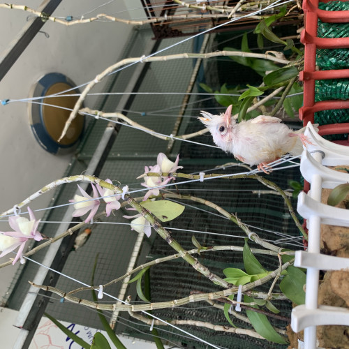 Chào Mào Bạch Non