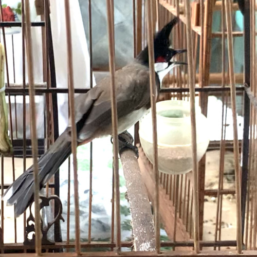 Bổi Siêu Tê - Cfe